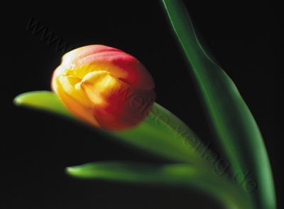 Grußkarte Tulpe