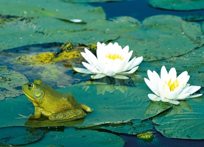 Grußkarte Krafttier Frosch-Klan