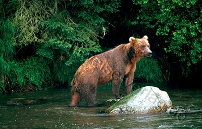 Grußkarte Krafttier Grizzly