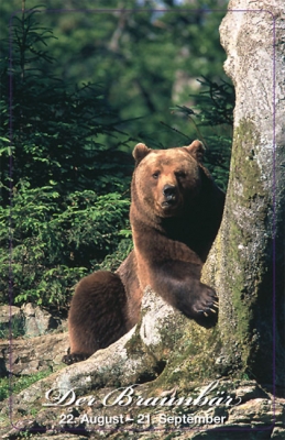 Scheckkarte Krafttier Braunbär