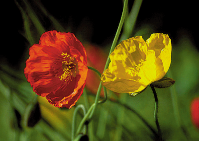 Grußkarte Two Poppies