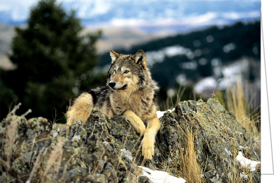 Grußkarte Krafttier Wolf