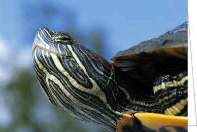 Grußkarte Krafttier Schildkröten-Klan