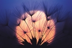 Grußkarte sunset seen through a dandelion